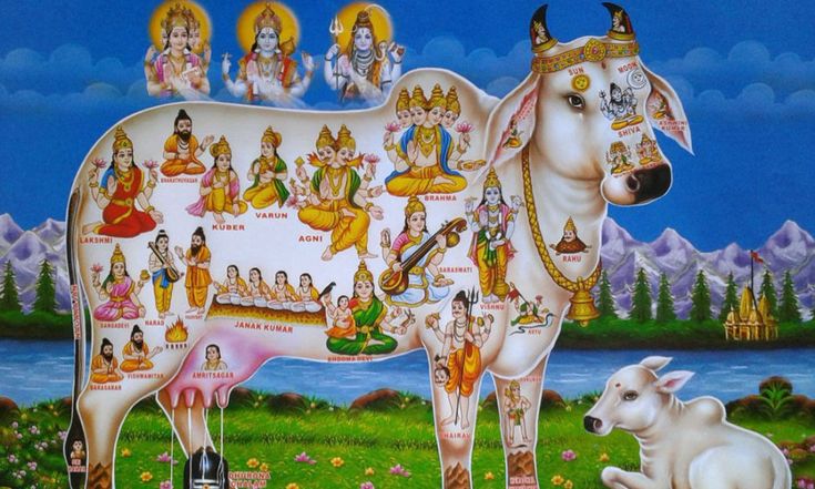 How Kamdhenu Cow Brings Positive Energy to Vastu Shastra